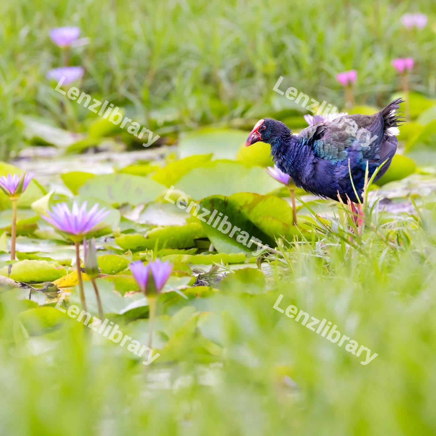 Grey-headed swamphen